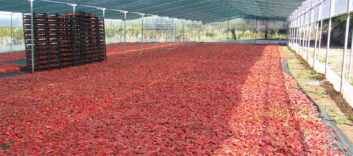 ‘Nduja di Spilinga — essiccamento del peperoncino